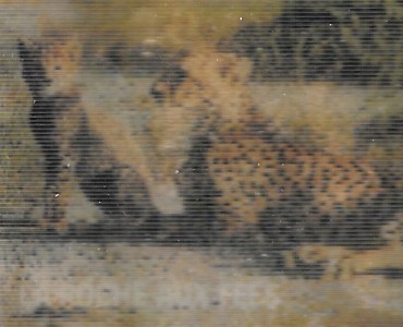 13194.jpg