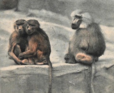 Carte Postale Zoo de Vincennes