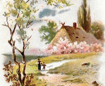 Image Chicorées Françaises