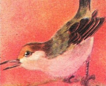 Images Blédine (11)