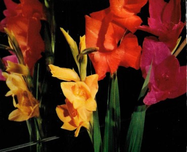 Carte postale parfumée Fragonard