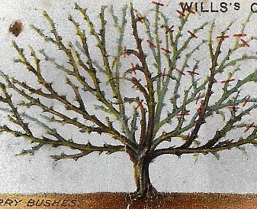 Image WD & HO Wills (07)