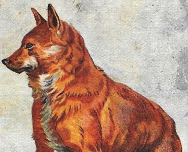 Images Huile de foie de morue