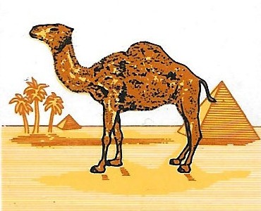 Boite d'allumettes Camel (01)