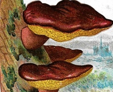 Images Aiguebelle (06)