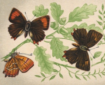 Cartes Postales Editions Montclair