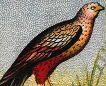 Images Blédine  (01)