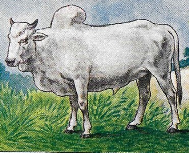 Images Deschiens (02)